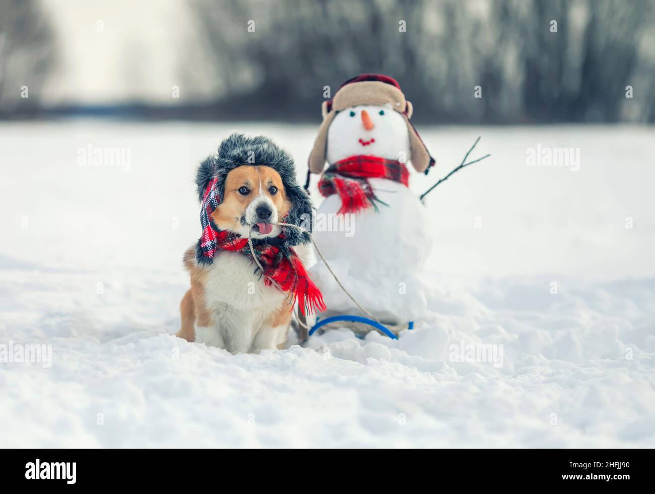 funny charming corgi dog in a warm hat carries a snowman in a sled Stock Photo