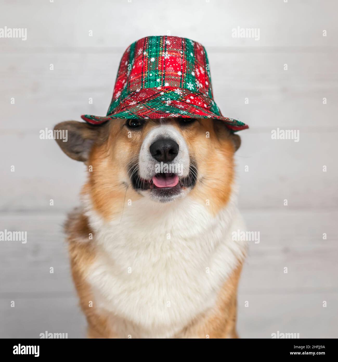 corgi in hat