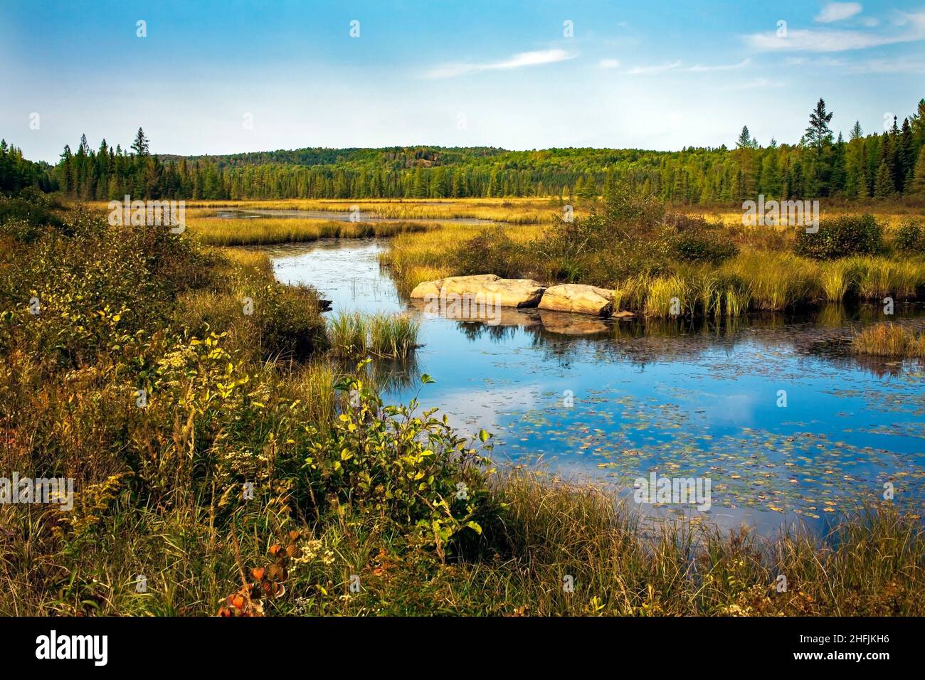 Costelllo Creek flowing through Algonquin Provinical Par in Ontario Canada has several marsh wetlands that provide valuable wildlife habitat Stock Photo