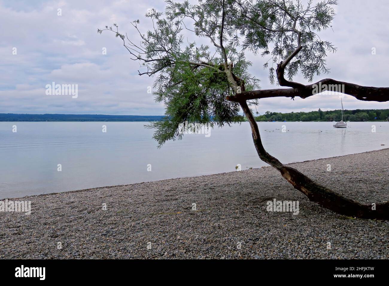 view over the Ammersee in Bavaria with a gnarled tree in the foreground Stock Photo