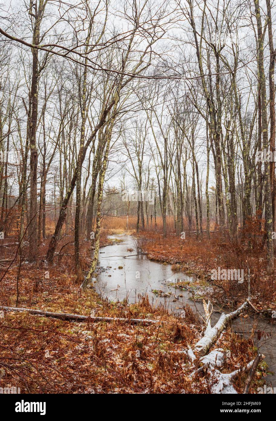 Wintry landscape of a brook flowing through a leafless deciduous forest