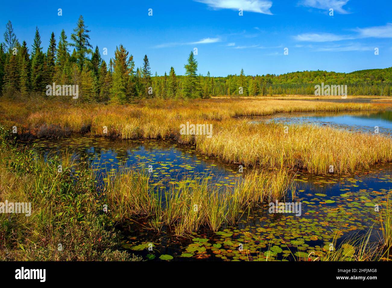 Costelllo Creek flowing through Algonquin Provinical Par in Ontario Canada has several marsh wetlands that provide valuable wildlife habitat Stock Photo