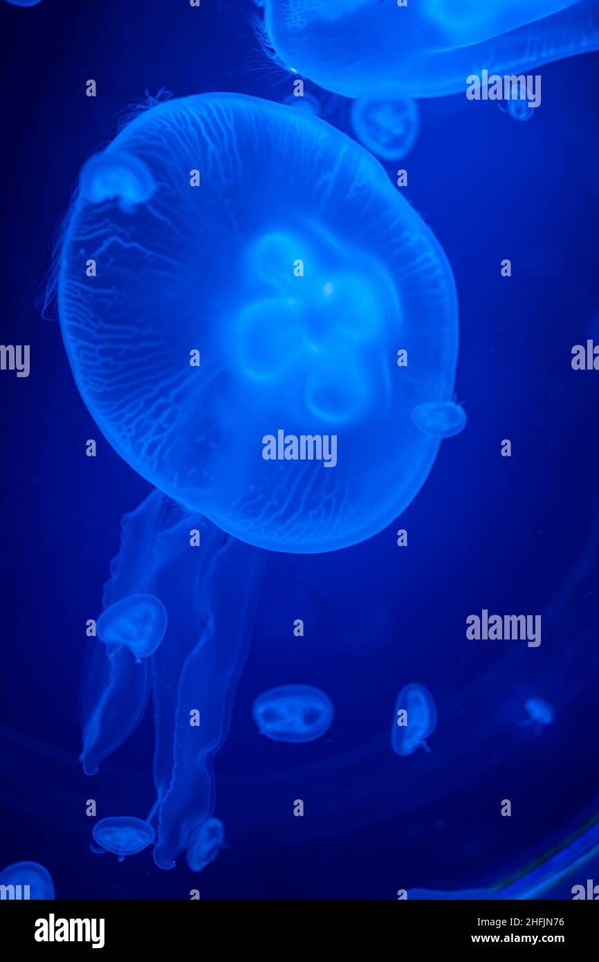 Beautiful jellyfish in the neon light in aquarium, nature background Stock Photo