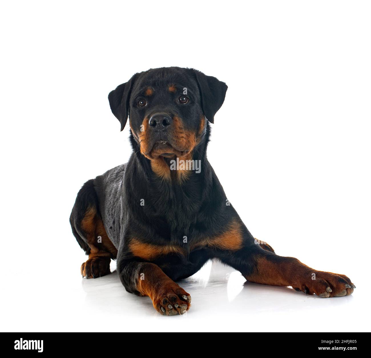 Purebred Rottweiler purebred rottweiler in front of white background Stock Photo - Alamy