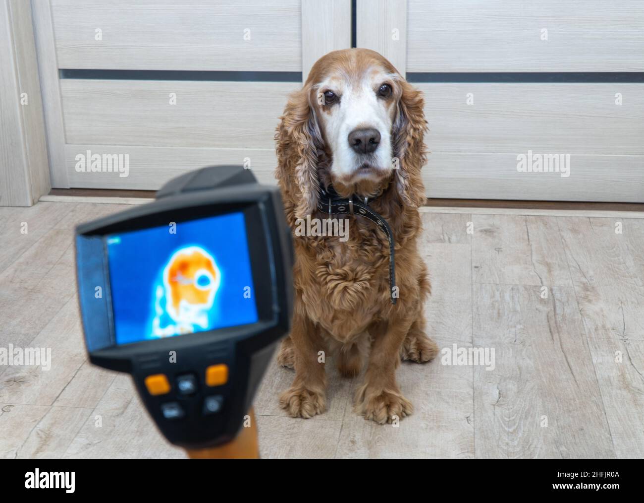 measuring the dogs body temperature with a thermal imager. selective