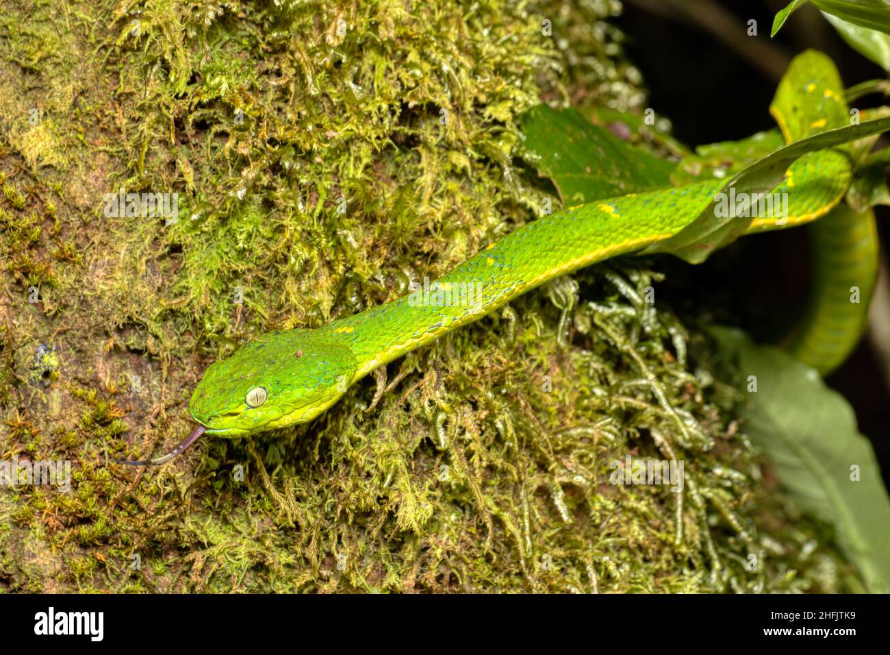 danger green snake side-striped palm pitviper or side-striped palm viper (Bothriechis lateralis) Venomous pit viper species found in the mountains of Stock Photo