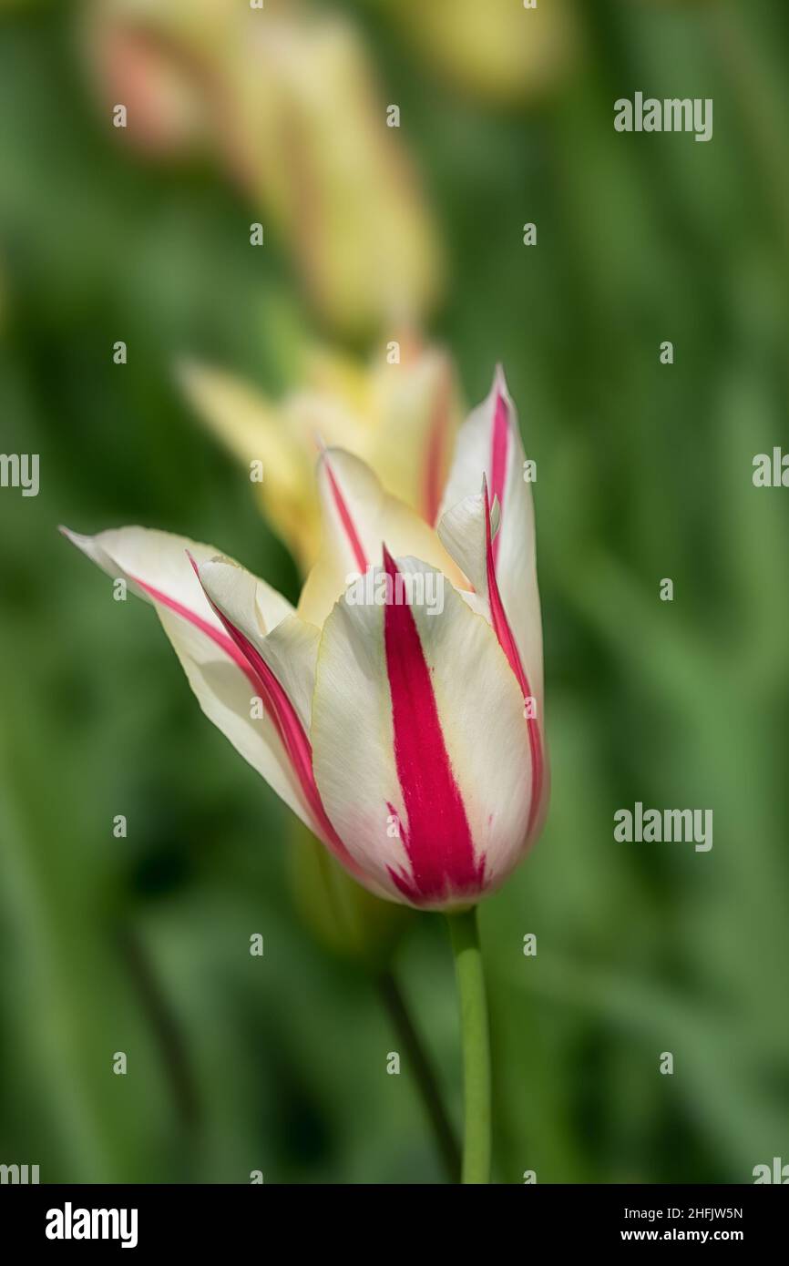 Closeup of flower of Tulip 'Marilyn' Stock Photo