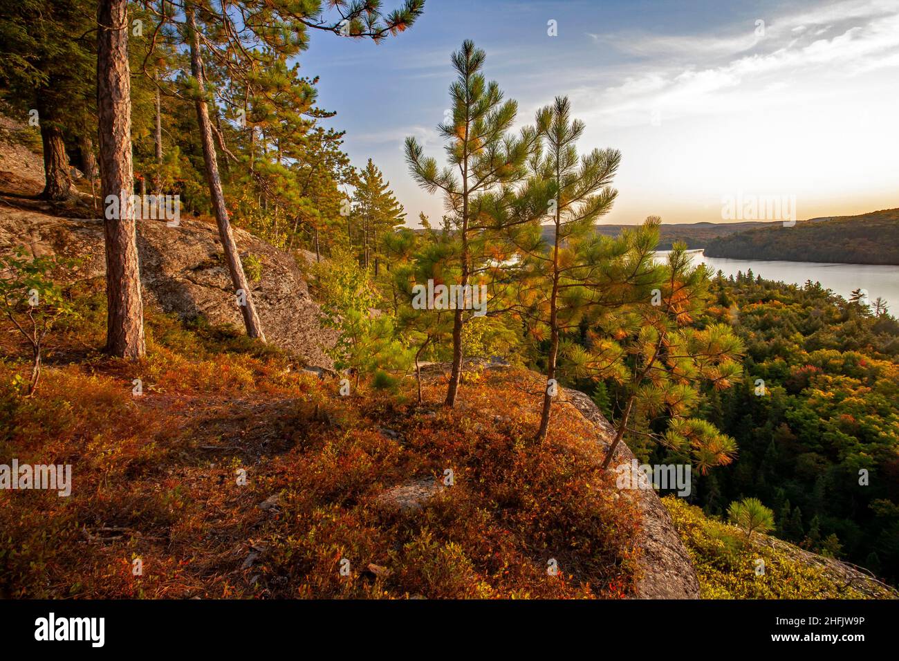 Red Pine tree clink to the edge of Booth's Rock, overlooking Rock Lake in Algonquin Provincial Patk in Ontario, Canada Stock Photo