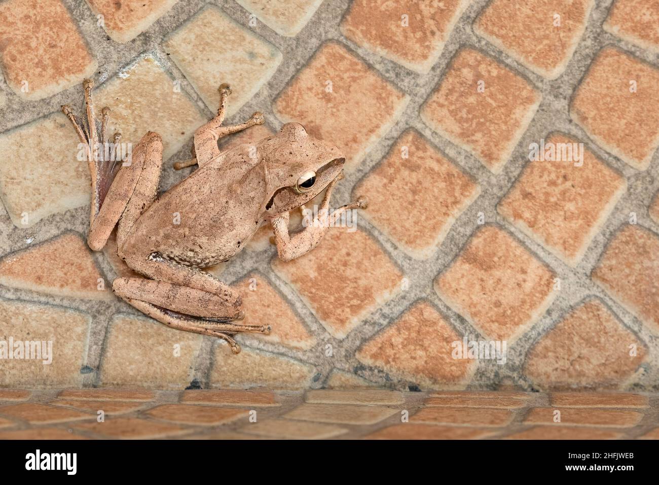 Common Tree Frog perching on wall tile Stock Photo