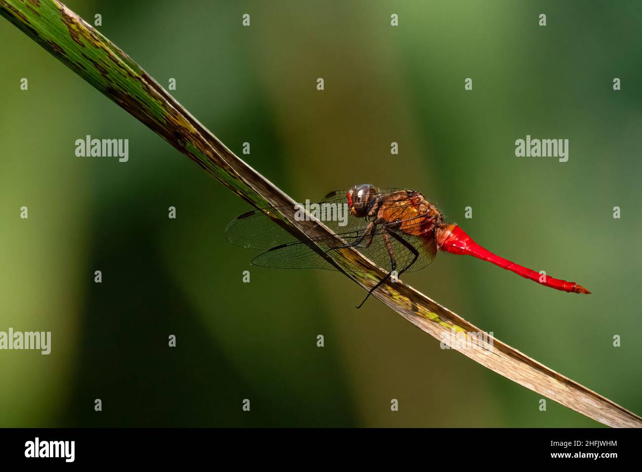 Colorful Greater Red Skimmer dragonfly perching on grass leaf with green blur background Stock Photo