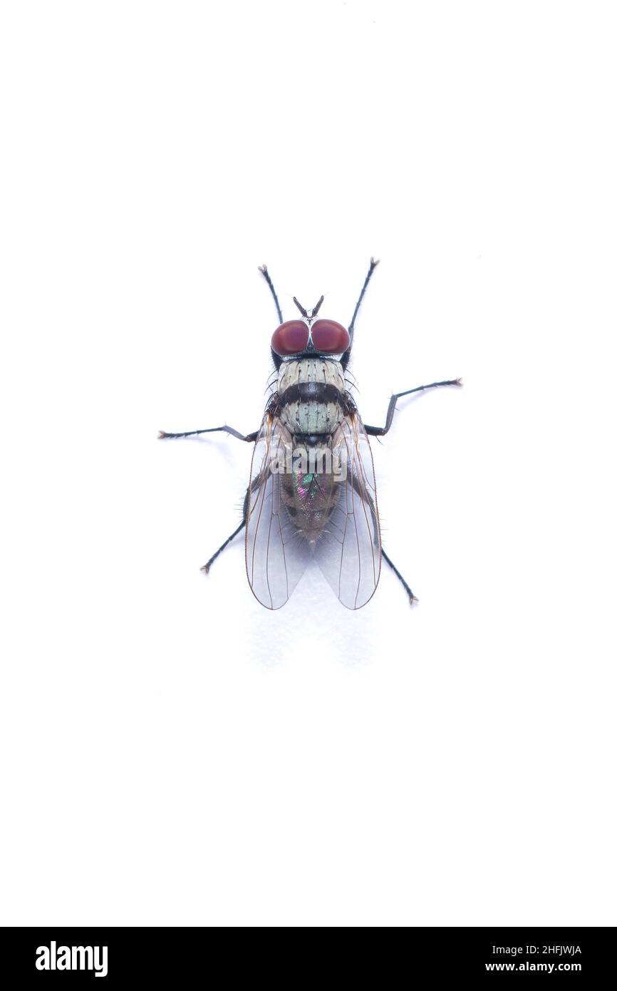 House Fly Top View Housefly Fly Insect Free Photo On Pixabay