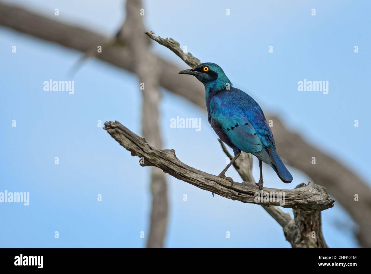 Greater Blue-eared Glossy-starling - Lamprotornis chalybaeus, beautiful blue perching bird from African woodlands, bushes and gardens, Taita hills, Ke Stock Photo
