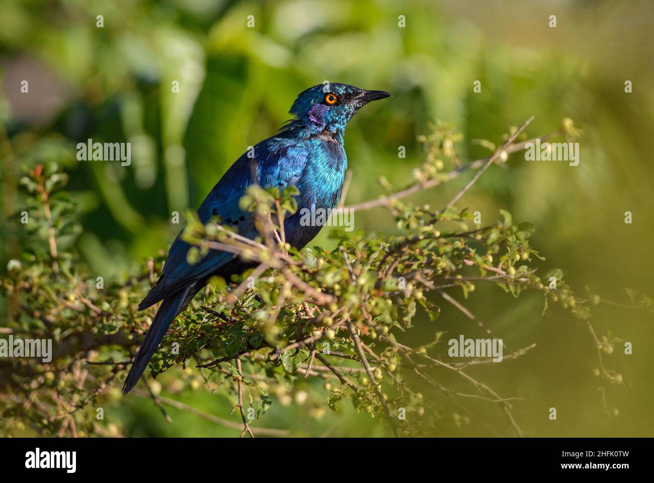 Greater Blue-eared Glossy-starling - Lamprotornis chalybaeus, beautiful blue perching bird from African woodlands, bushes and gardens, Taita hills, Ke Stock Photo