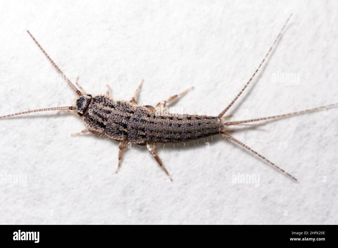 Banded silverfish - Thermobia domestica, lateral view, a common household pest. Stock Photo