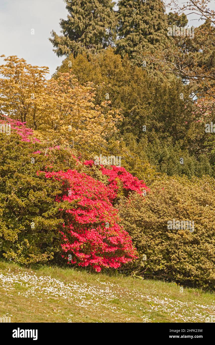Clyne Gardens in flower, Blackpill, Swansea, South Wales, UK Stock