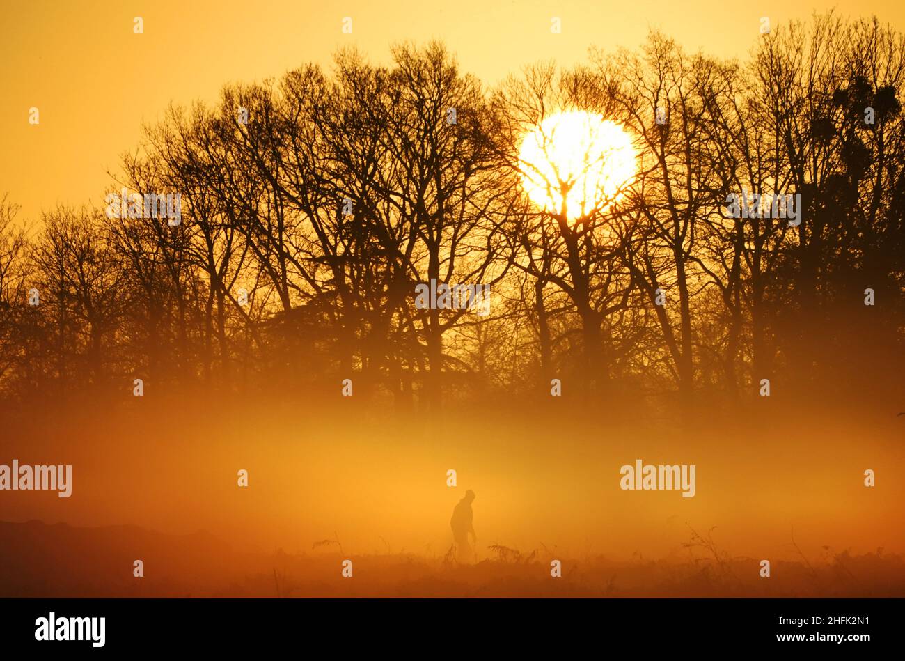An early visitor walks through woodland as the sun rises over Bushy Park, London. Picture date: Monday January 17, 2022. Stock Photo