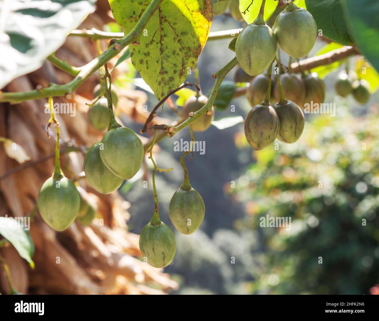 Clusters of green unripe fruits of tamarillo (Solanum betaceum) or tree tomato Stock Photo