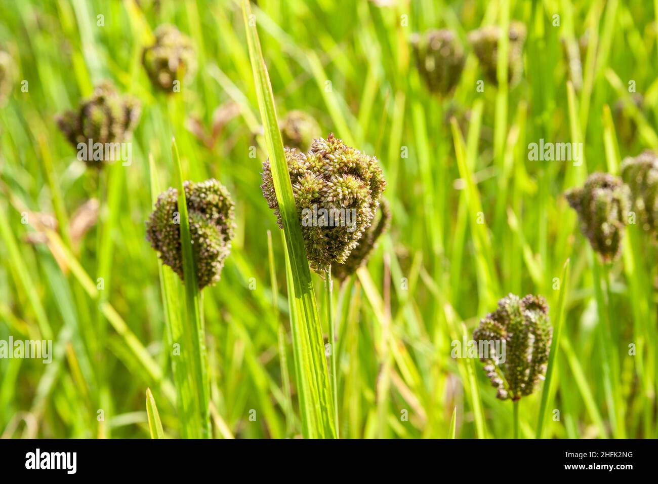 Fields of finger millet or Eleusine coracana in the Annapurna region of