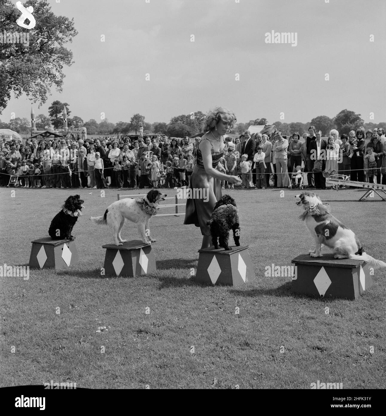 Laing Sports Ground, Rowley Lane, Elstree, Barnet, London, 16/06/1979. A crowd of people watching a woman with performing dogs on pedestals at the annual Laing Gala Day. An article published in August 1979 in Laing's monthly newsletter 'Team Spirit' describes that Gandey's Miniature Circus attended the event with acts including performing dogs, horses, llamas and a snake. Stock Photo