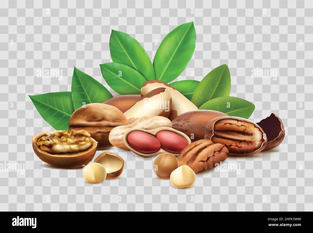 realistic vector icon. Different nuts, hazelnut, macadamia, brazilian nut. Shelled, unshelled