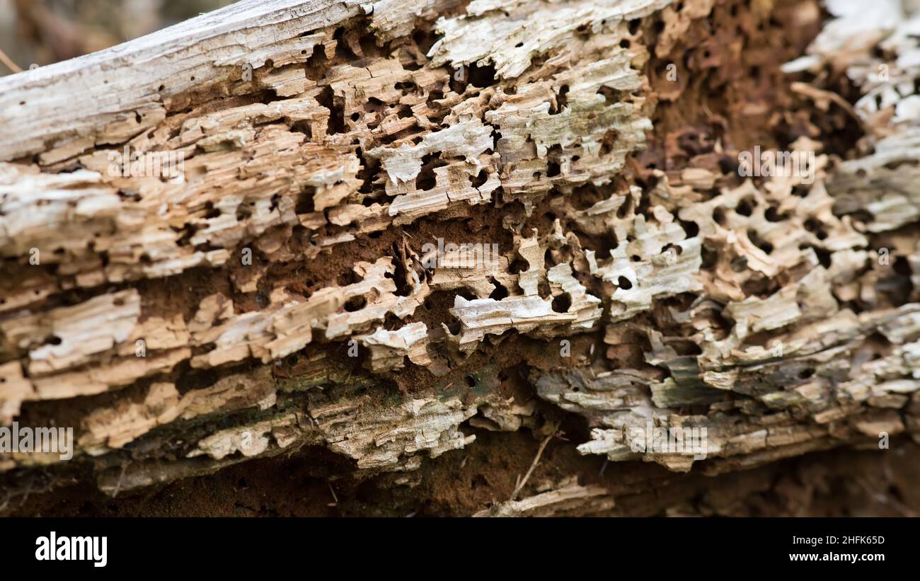 Old tree trunk with holes from a woodworm Stock Photo