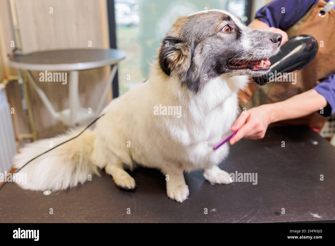 Groomer dries dog with hair dryer after bath. Grooming animals