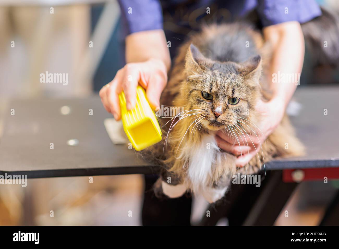 Grooming cat with tool for shedding hair. medicine, pet, animals