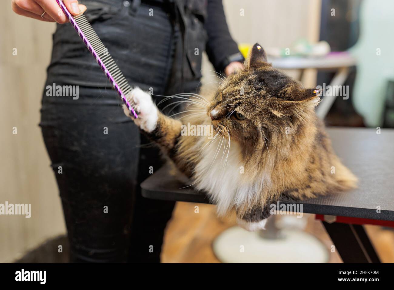 Grooming cat with tool for shedding hair. medicine, pet, animals