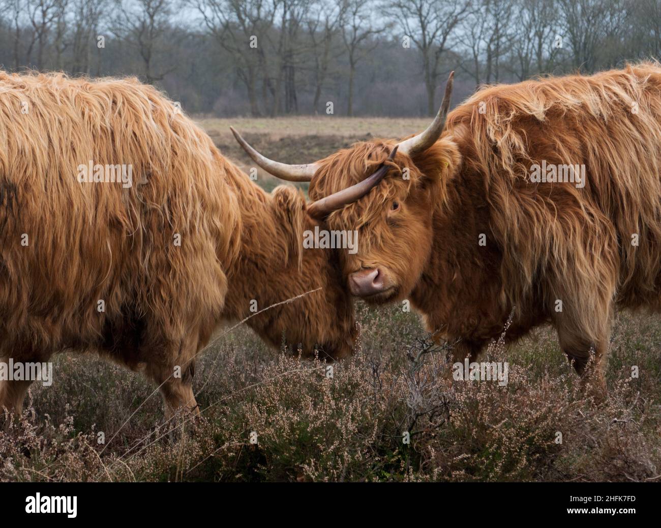 Two frolicking Highland cows push their heads with long horns together Stock Photo