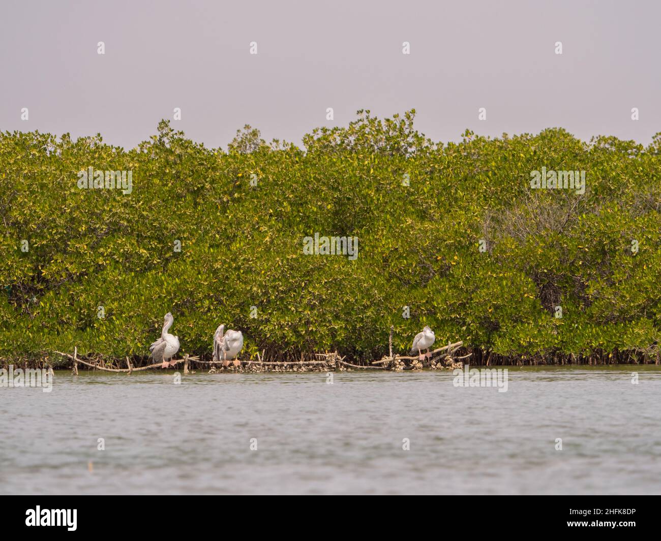 Pelicans next to mangroves - salt-tolerant trees, called halophytes, adapted to living in difficult coastal conditions. City of Joal-Fadiouth, Senegal Stock Photo