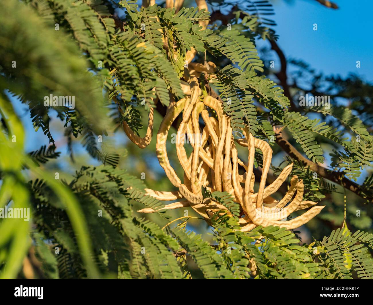 Senegalia senegal also known as Acacia senegal is a small thorny deciduous tree from the genus Senegalia. Other common names, gum acacia, gum arabic t Stock Photo