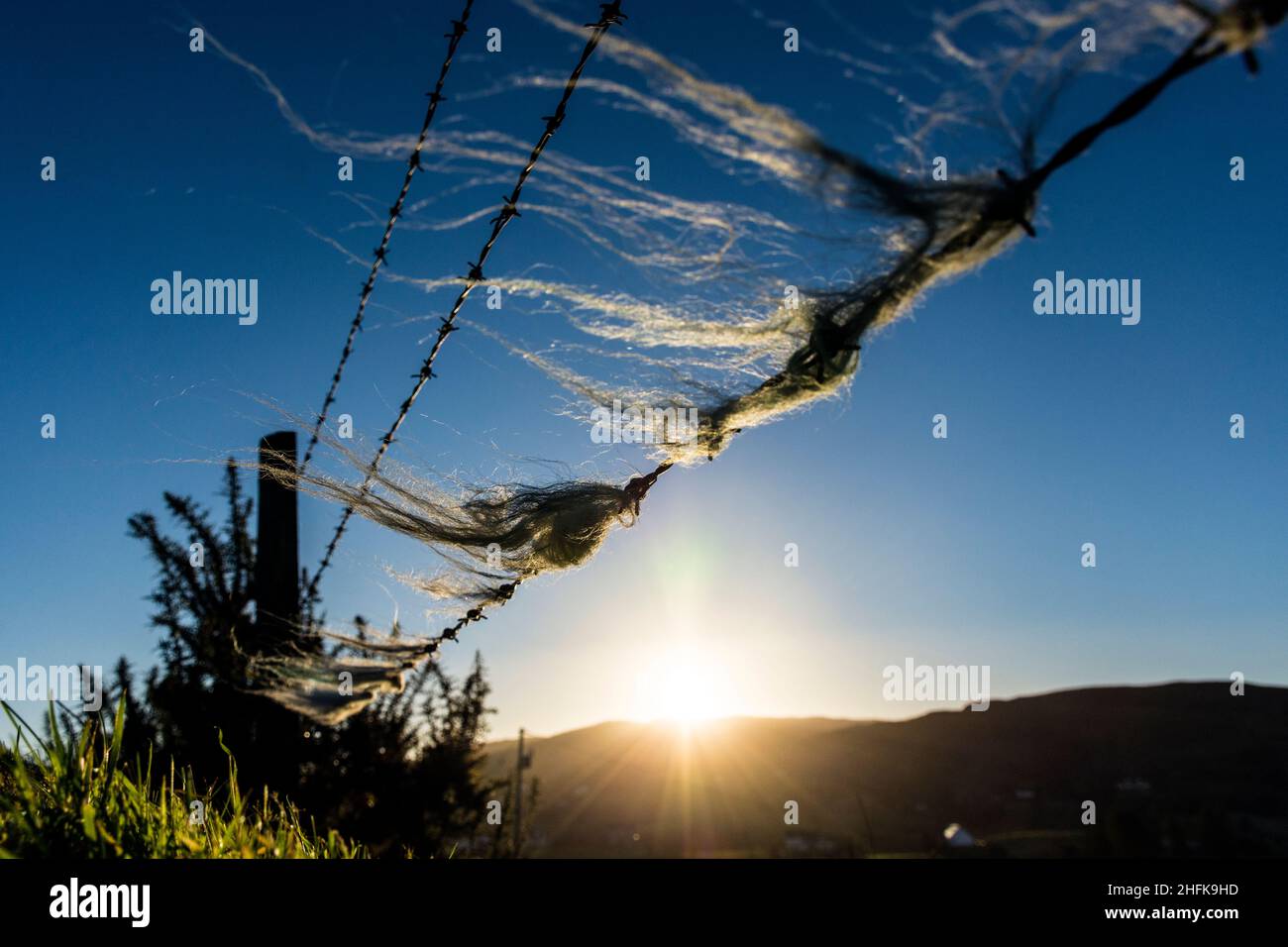 Ardara, County Donegal, Ireland. Weather. 17th January 2022. Sheep wool caught in a barbed wire fence blows in the breeze on a bright, cold morning on the west coast. Credit: Richard Wayman/Alamy Live News Stock Photo