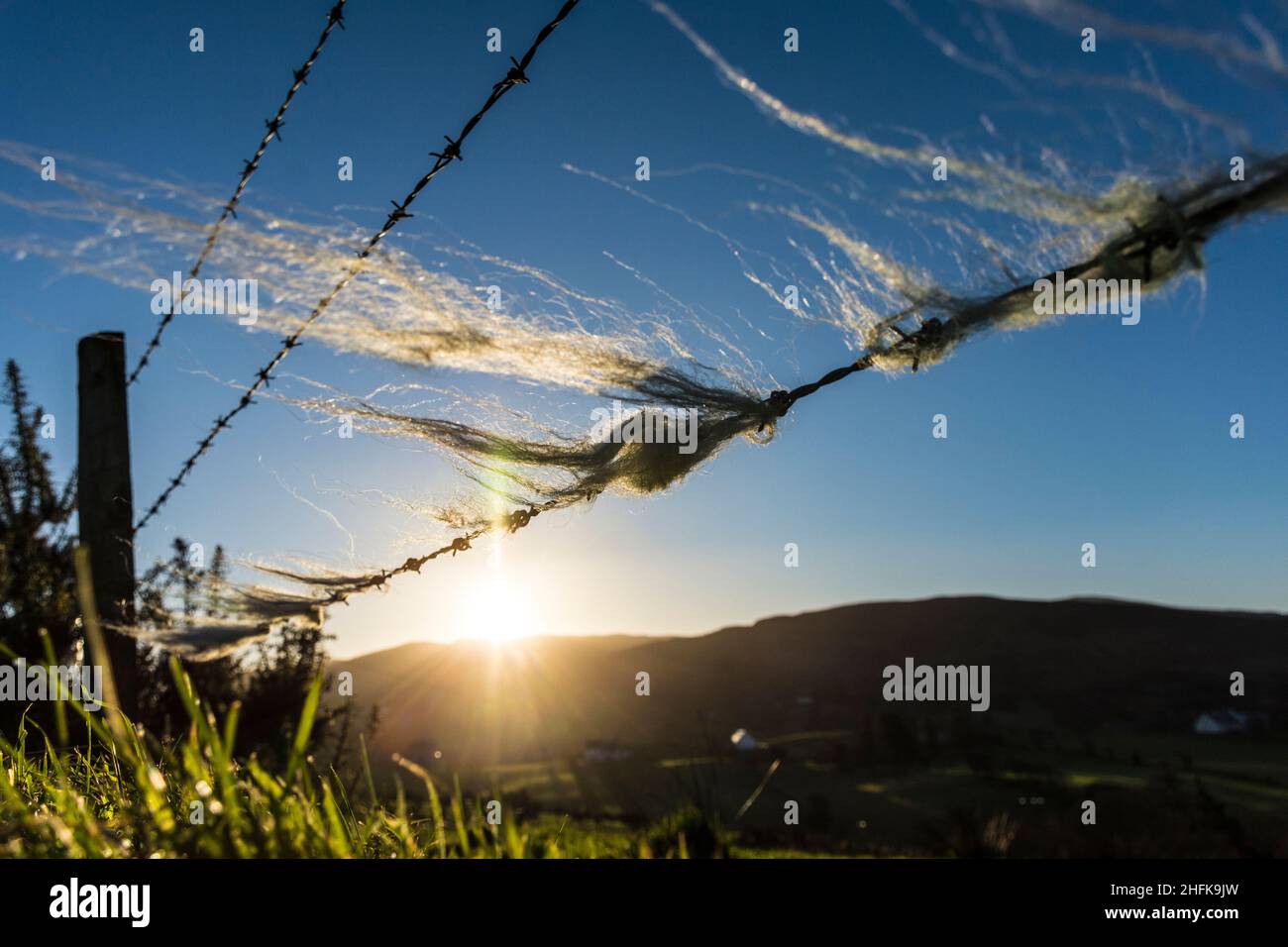 Ardara, County Donegal, Ireland. Weather. 17th January 2022. Sheep wool caught in a barbed wire fence blows in the breeze on a bright, cold morning on the west coast. Credit: Richard Wayman/Alamy Live News Stock Photo