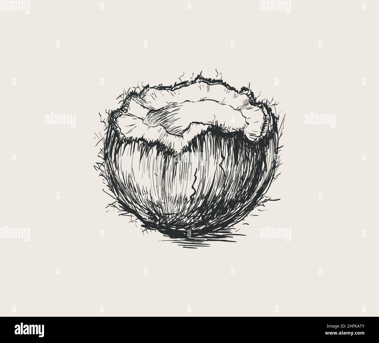 Coconut. Open coconut. Hand Drawn Vector Illustration Stock Vector