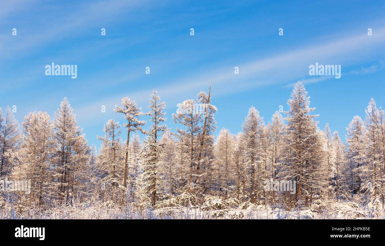 Winter forest against a blue sky in South Yakutia, Russia Stock Photo