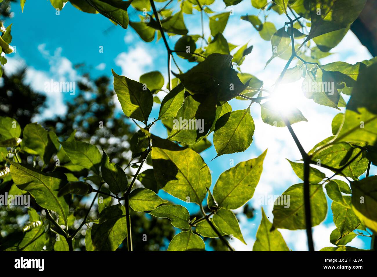 Green plants and blue sky Stock Photo - Alamy
