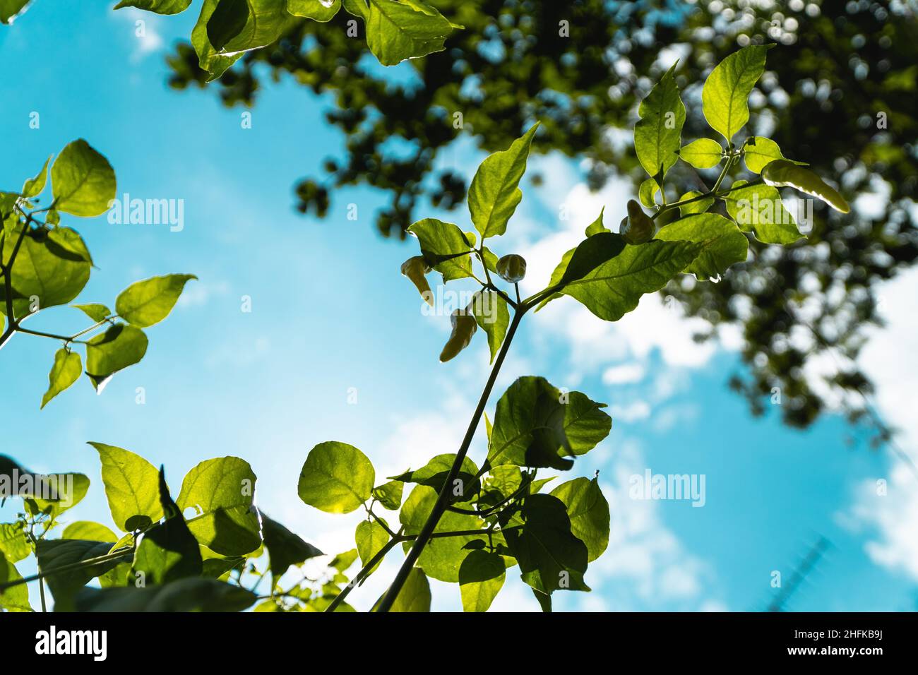 Green plants and blue sky Stock Photo - Alamy