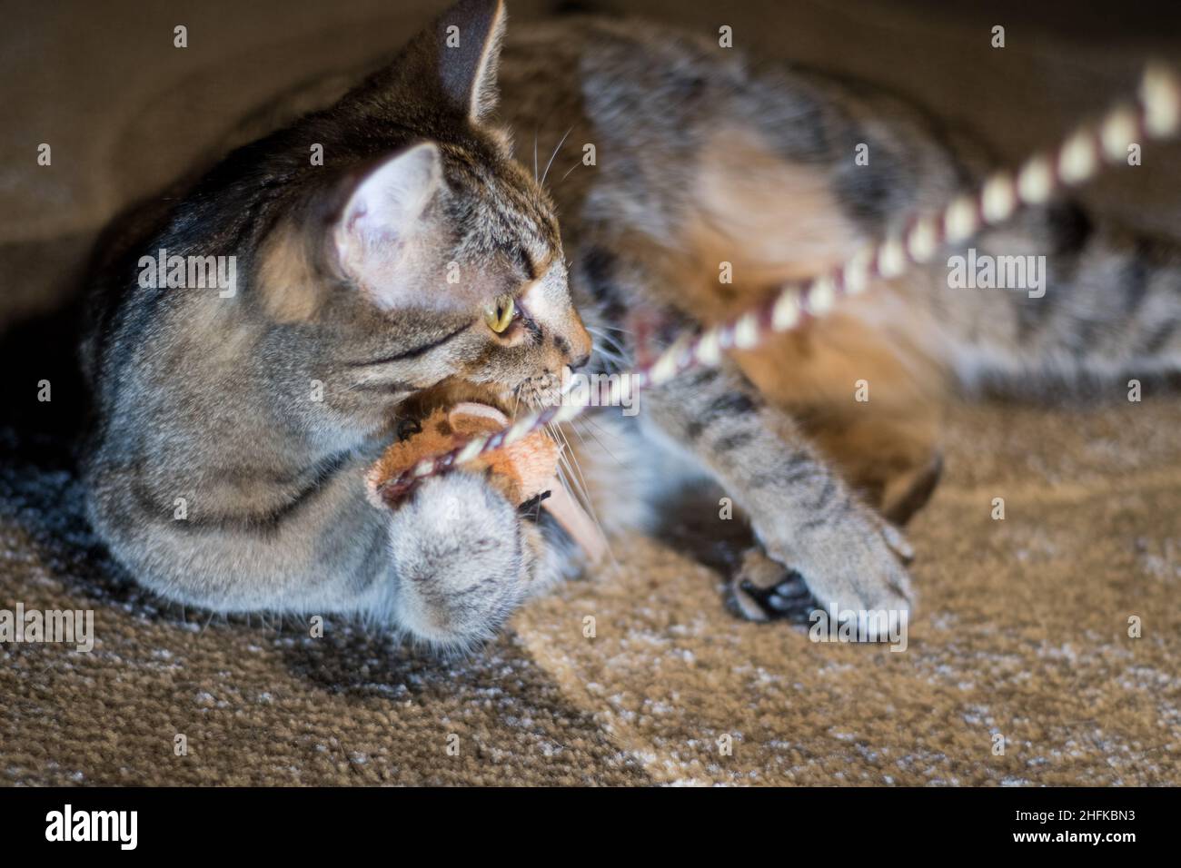 Kitten at play with a cat toy Stock Photo