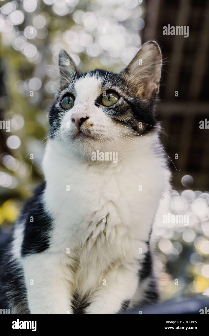 Close-up shot of cat in black and white from the front Stock Photo - Alamy