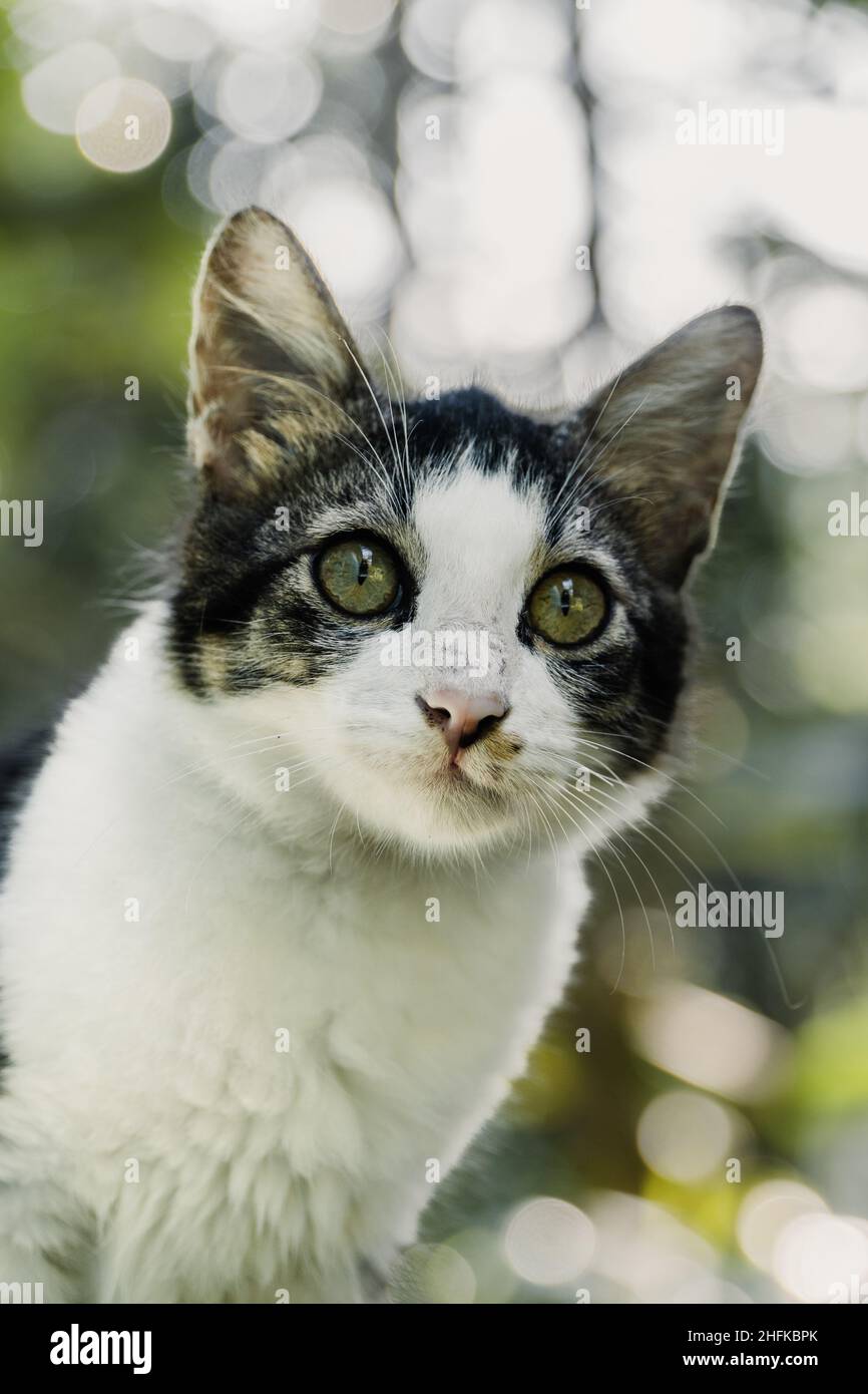 Close-up shot of black and white cat on blur background Stock Photo - Alamy
