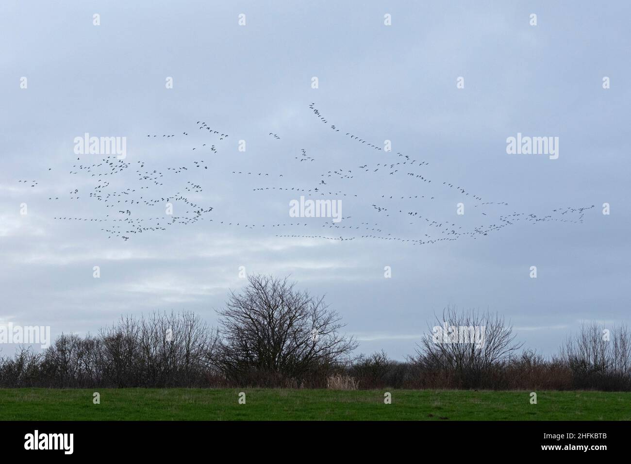 Flock of brants, nature reserve Geltinger Birk, Falshöft, Schleswig-Holstein, Germany Stock Photo