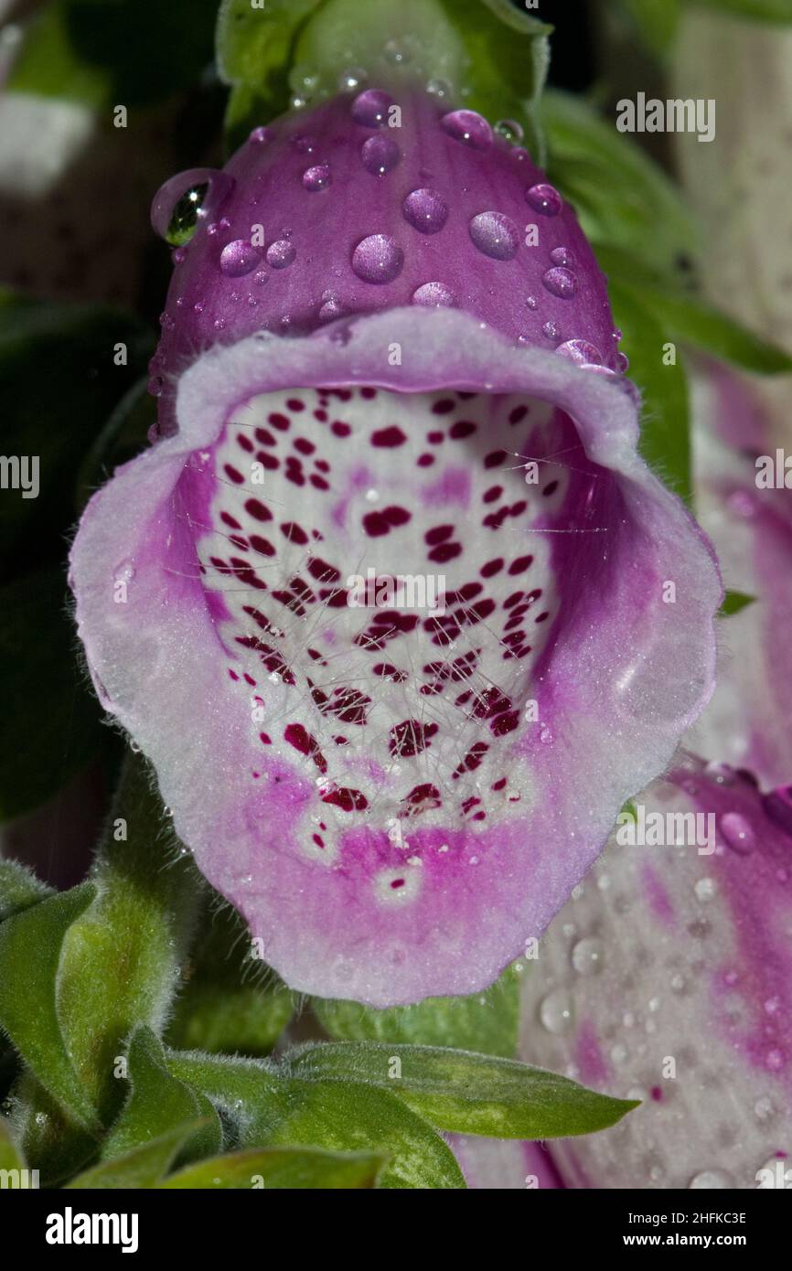 Close up of the purple flower of Common foxglove with some dew drops on it Stock Photo