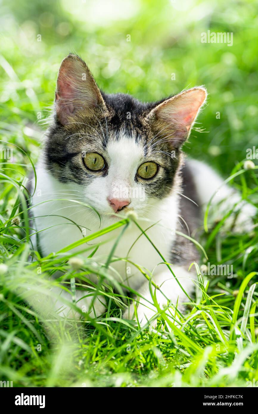 Cute black and white cat playing on the green grass Stock Photo - Alamy