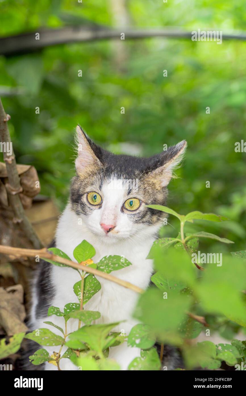 Cute black and white cat sitting behind the green grass Stock Photo - Alamy