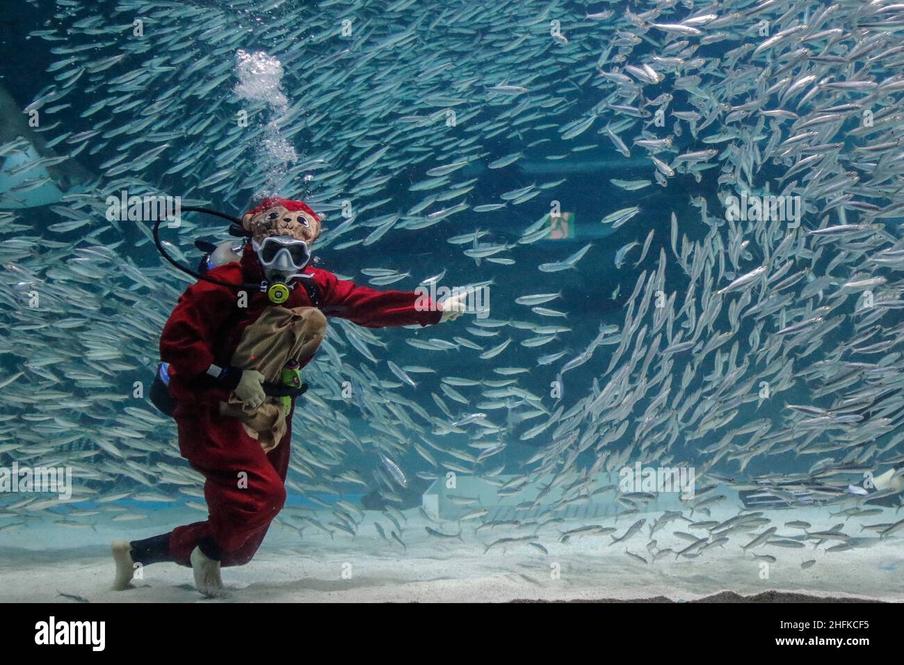 Aquarium divers performs under water for Chinese Lunar New Year