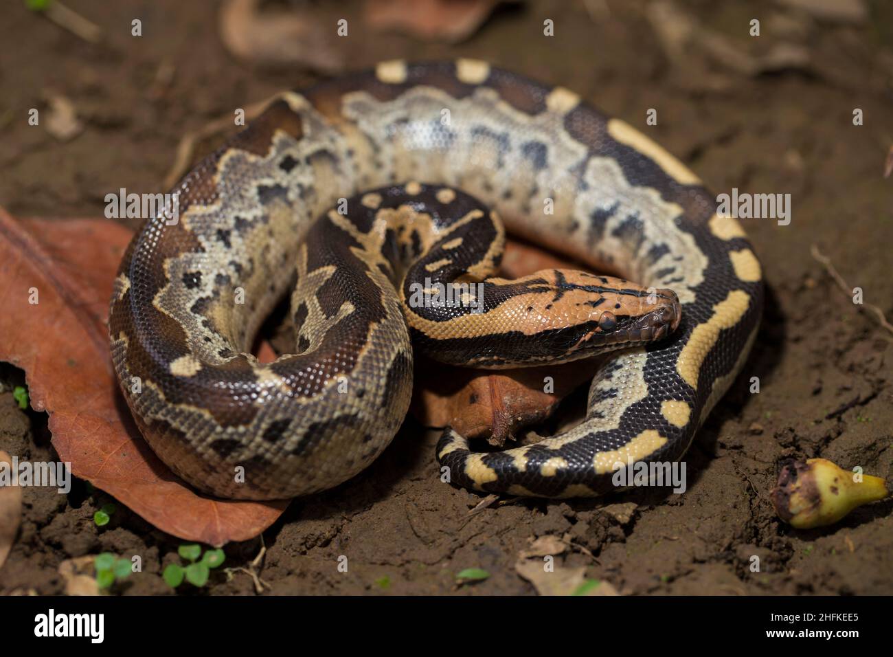Borneo short-tailed blood python snake (Python curtus breitensteini ...