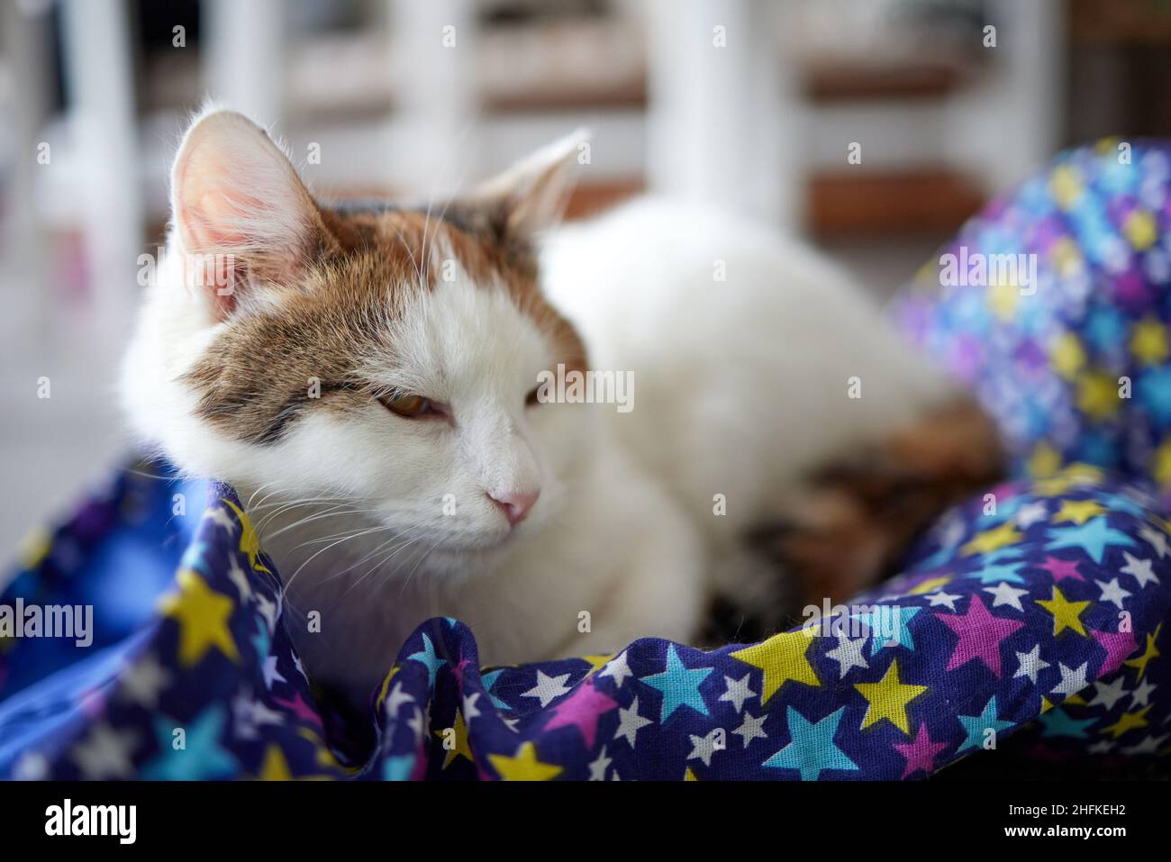 A selective focus shot of a cute Anatolian cat in a cattery Stock Photo