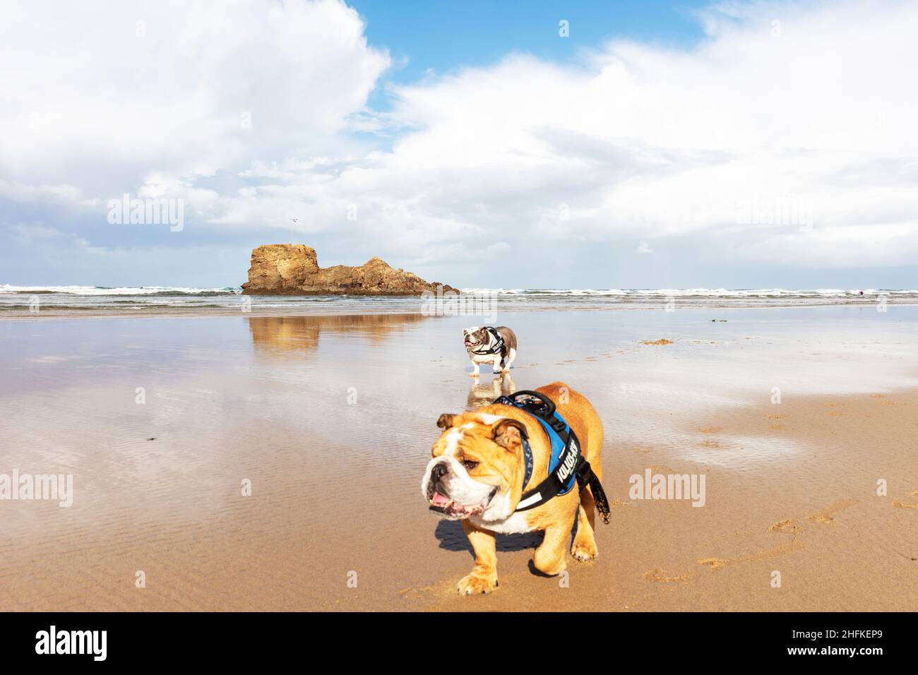 English Bulldog, British Bulldog, Dog on beach, Dog, Bulldog, Bulldogs, Perrenporth beach Cornwall, UK, England, dog walk on beach, dogs, beach, Stock Photo