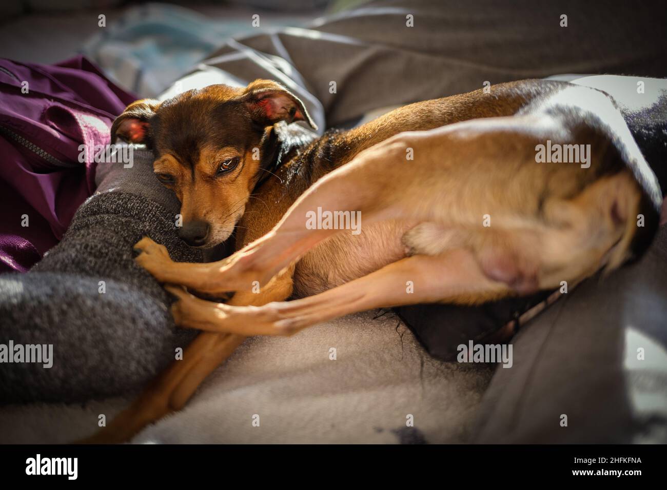 Miniature pinscher resting in a funny pose at home. Stock Photo