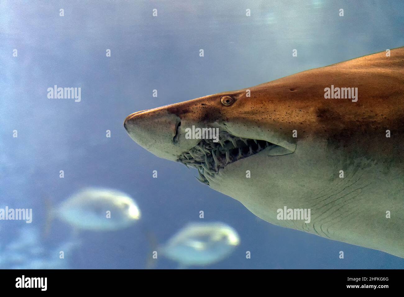 Bull shark jaws detail ready to attack underwater Stock Photo - Alamy